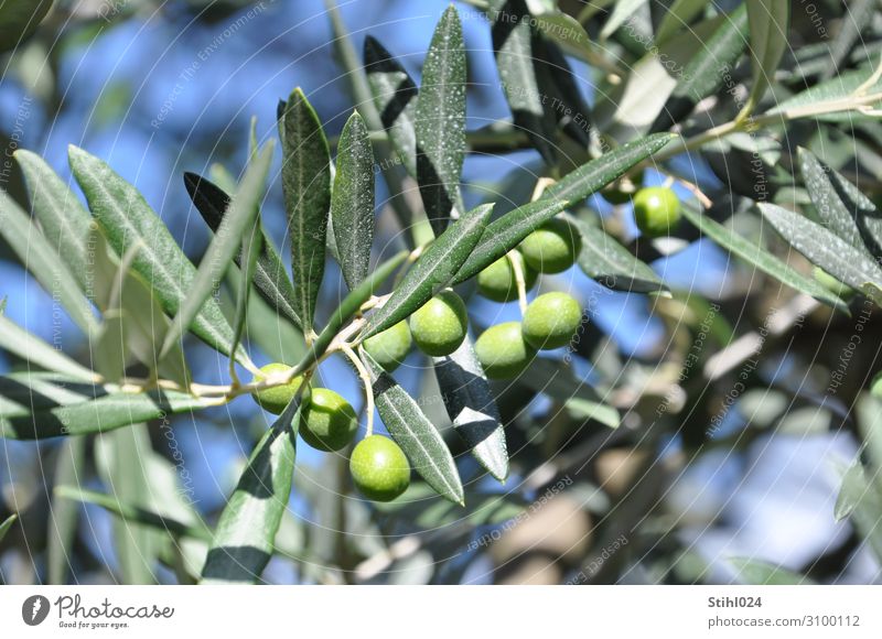green olives on the tree Vegetable Olive Olive tree Olive leaf Organic produce Autumn Tree Agricultural crop Blue Green To enjoy Italy Mediterranean Biological