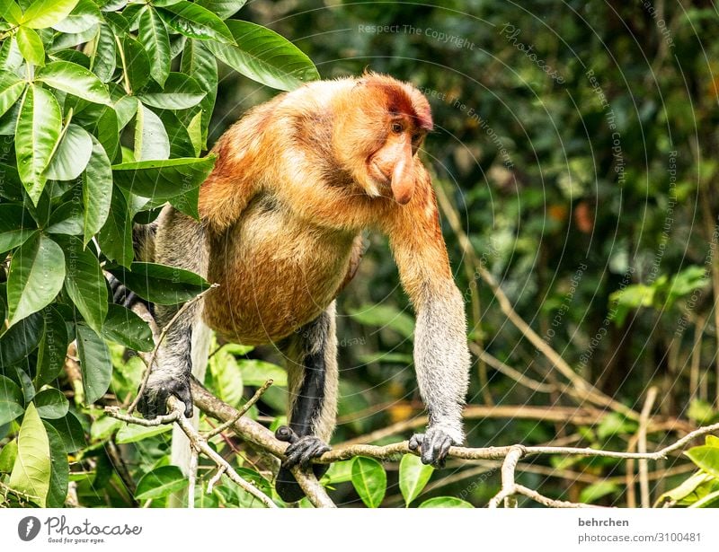 far away | there are the nastiest monkeys Animal portrait Sunlight Contrast Light Day Exterior shot Environmental protection Animal protection Close-up Nose