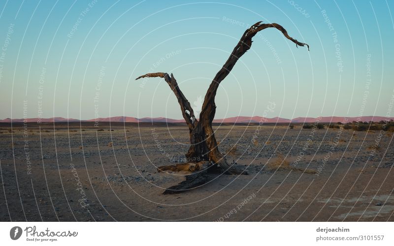 valuable / to preserve nature // A dead tree stands in the middle of the desert. With a blue sky - in the background are far away mountains to be seen. Trip
