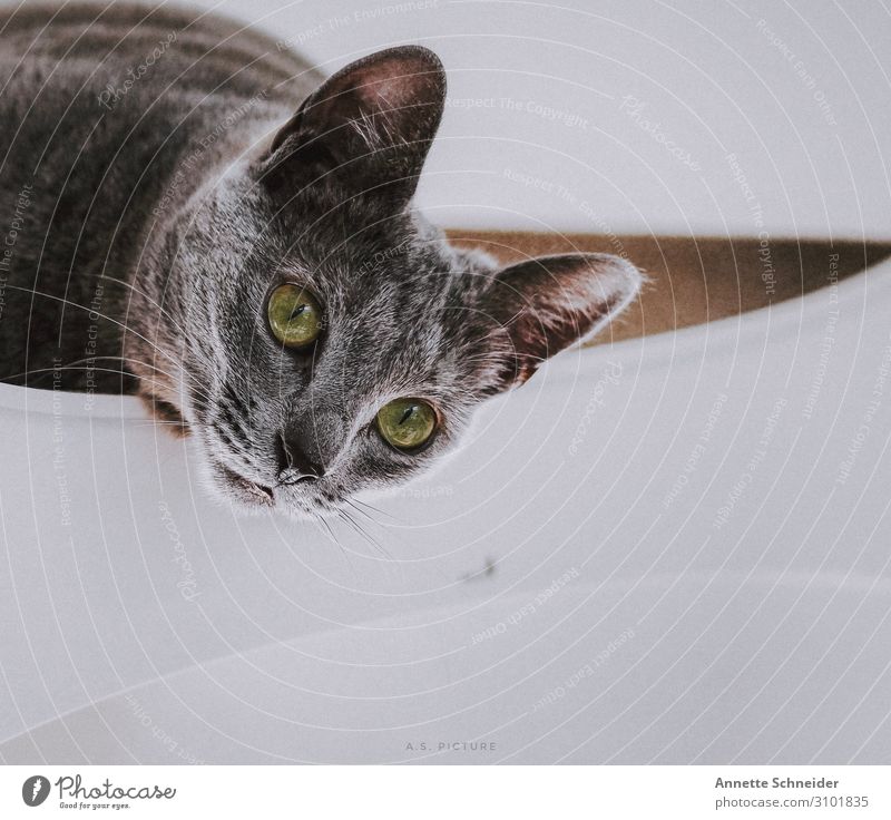 Cat Russian Blue Animal Pet 1 Gray Green White Colour photo Isolated Image Neutral Background Animal portrait