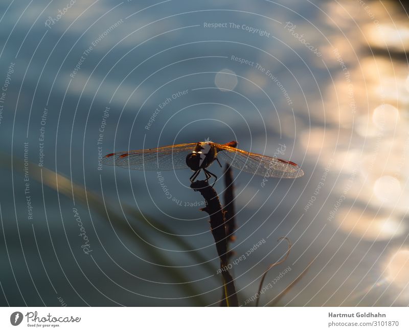A dragonfly photographed at sunset. Calm Sun Nature Plant Animal Pond Wild animal Wing 1 Sit Moody Grand piano Body of water Insect Dragonfly Beam of light