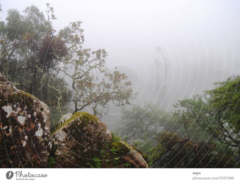 Trees and rocks in the fog Fog trees stones Eerie enchanted Mystic mysticism Creepy Autumn Fear Loneliness Bad weather Dark Forest Exterior shot Nature Deserted