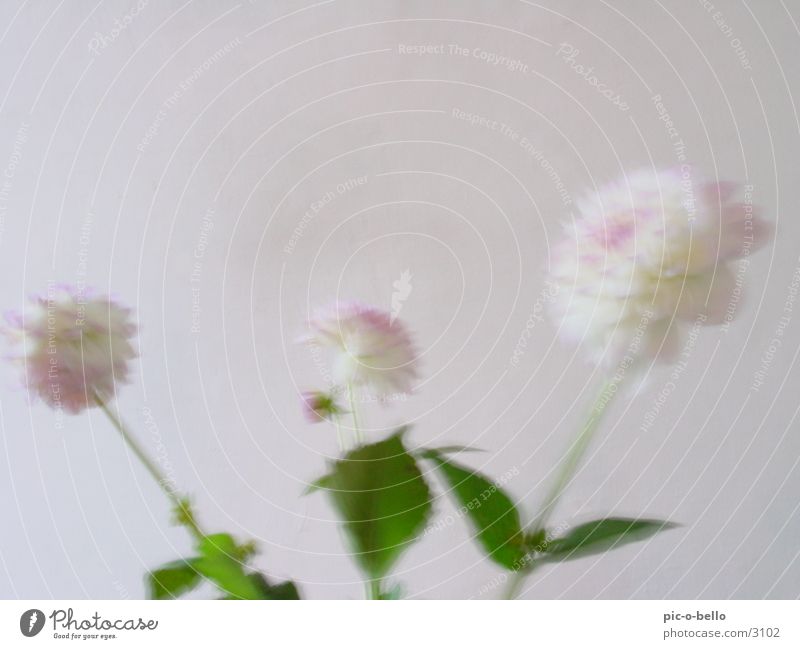 flower in white Flower Still Life Dahlia Plant Blossom White Blur Bright