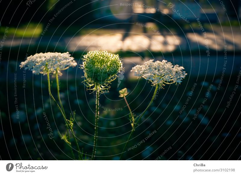 Wild carrot against the light Nature Plant Sunlight Summer Beautiful weather Blossom Wild plant Meadow Happy Green Black White Emotions Happiness