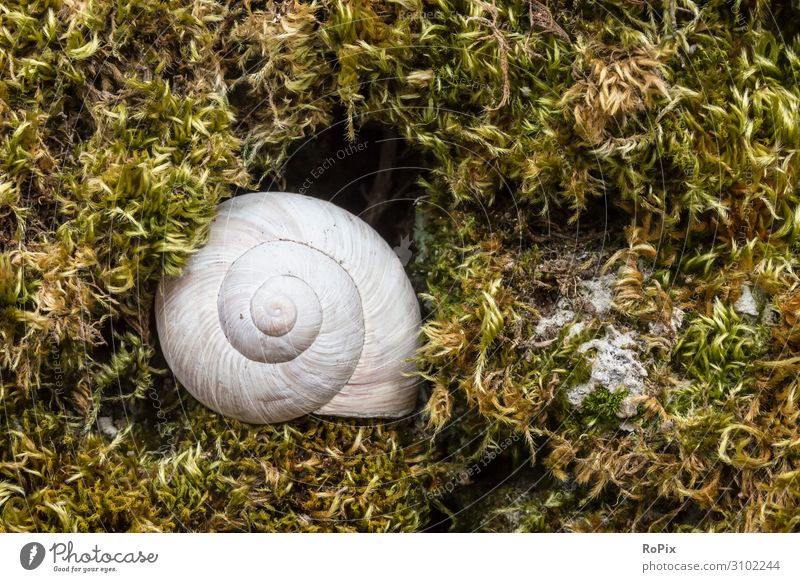 Snail shell in the moss. Crumpet Spiral coil snail Animal Lime Nature nature conservation structure Manmade structures Architecture Inspiration center helix