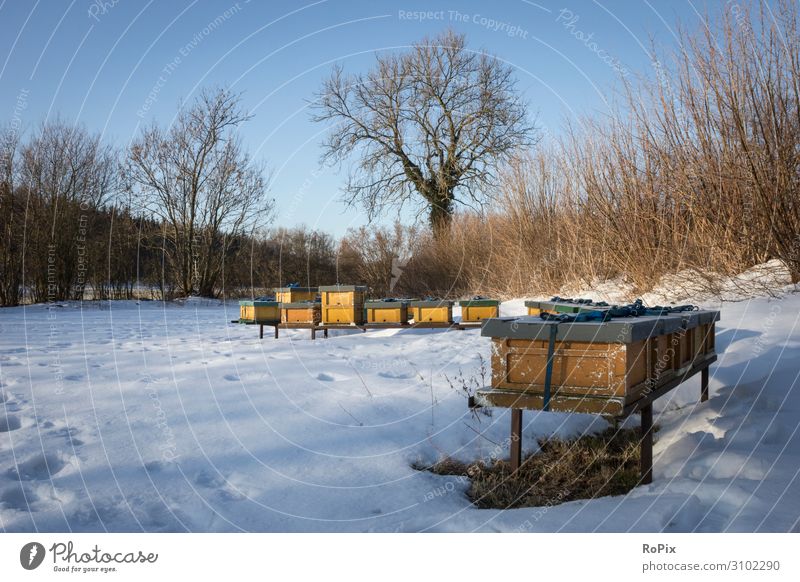 Beehives in a winter landscape. Honey Nutrition Lifestyle Healthy Healthy Eating Wellness Relaxation Leisure and hobbies Hunting Hiking Work and employment