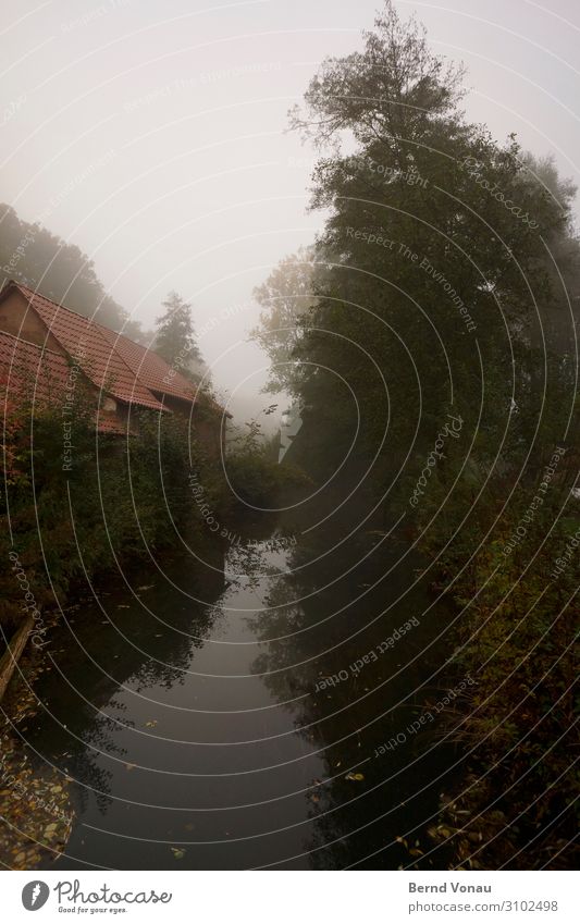 in flux Environment Nature Autumn Fog Tree Authentic Mill Calm Peace Idyll Brook River Water Rural Green House (Residential Structure) Tiled roof Reflection