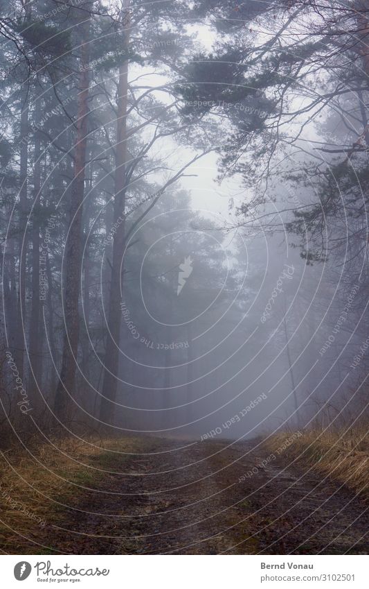 gloomy Environment Nature Autumn Climate Fog Rain Plant Tree Grass Forest Authentic Calm Lanes & trails Direction Perspective Future Uncertain future Upward