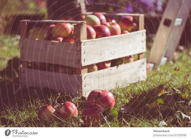 Apple harvest box with red apples Food Fruit Nutrition Picnic Healthy Healthy Eating Life Nature Sunlight Autumn Garden Wood Happy Cheap Sustainability