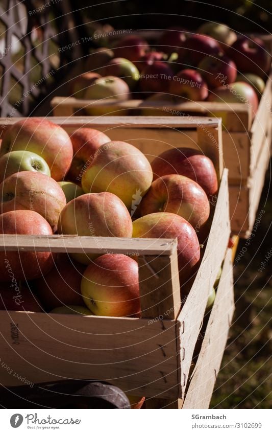 Apple harvest several boxes of red apples Food Fruit Nutrition Picnic Organic produce Vegetarian diet Fasting Healthy Healthy Eating Life Well-being Contentment