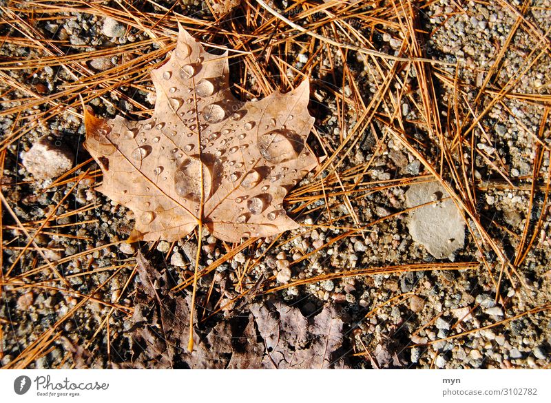 Maple leaf foliage after the rain Maple tree Leaf Autumn Canada Autumn leaves Autumnal Rain Dew Brown Nature Autumnal colours Symbols and metaphors Maple Leaf