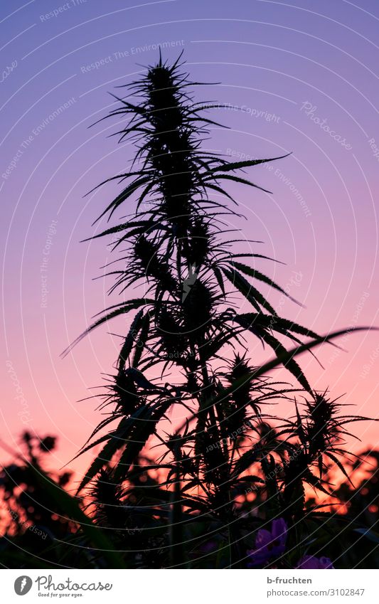 sunset Nature Sun Sunrise Sunset Autumn Plant Hemp Agricultural crop Field Select Observe Exotic Intoxicant Cannabis Cannabis leaf Evening Dusk hemp plant