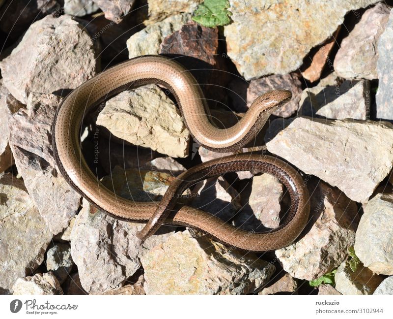 Squamat, slow-worm Animal Wild animal 1 Lie Slow worm Saurians creep Reptiles Lacertidae scaly creepers squamate Lizard scaly crawler Colour photo Exterior shot