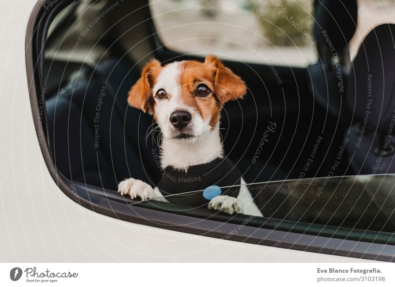 Cute Small Jack Russell Dog In A Car Wearing A Safe Harness And