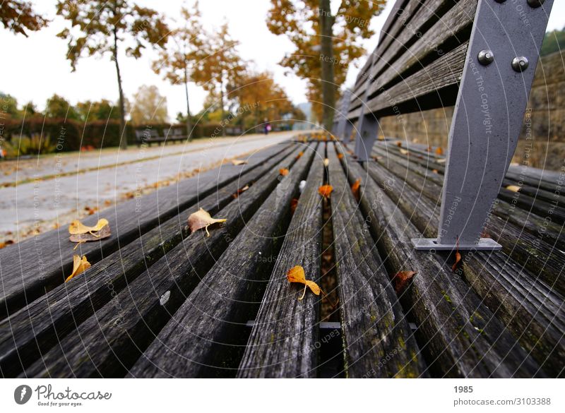ParkBank Leisure and hobbies Sightseeing Autumn Tree Leaf Deserted Wood Metal Relaxation Smiling Walking Reading Listen to music Looking Sit Infinity Joy Happy