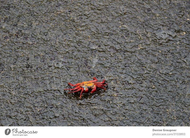 Red cliff crab on black rock Buffet Brunch Life Summer Beach Nature Wild animal 1 Animal Maritime Wet Natural claw red food Navy ocean sea seafood shellfish