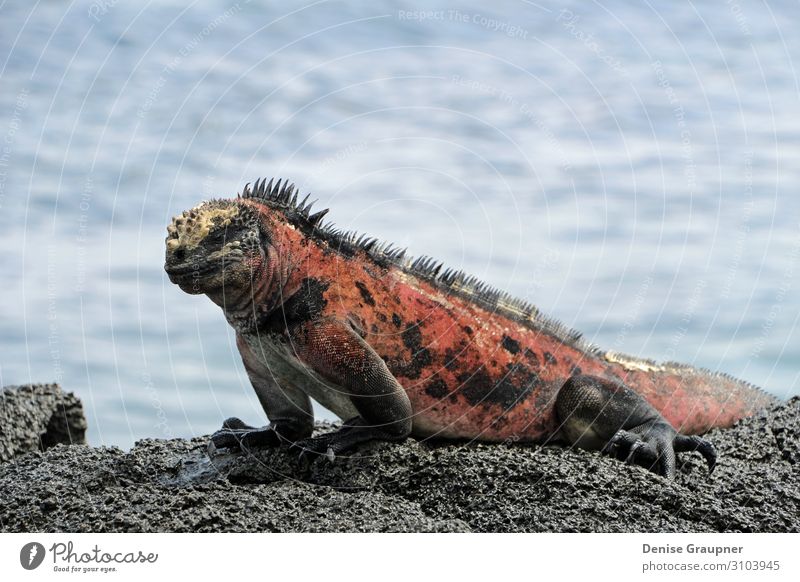 Sea lizard on a rock by the sea Vacation & Travel Summer Beach Nature Animal Sand Wild animal 1 Relaxation Skirt beautiful landscape Lizard tourism view