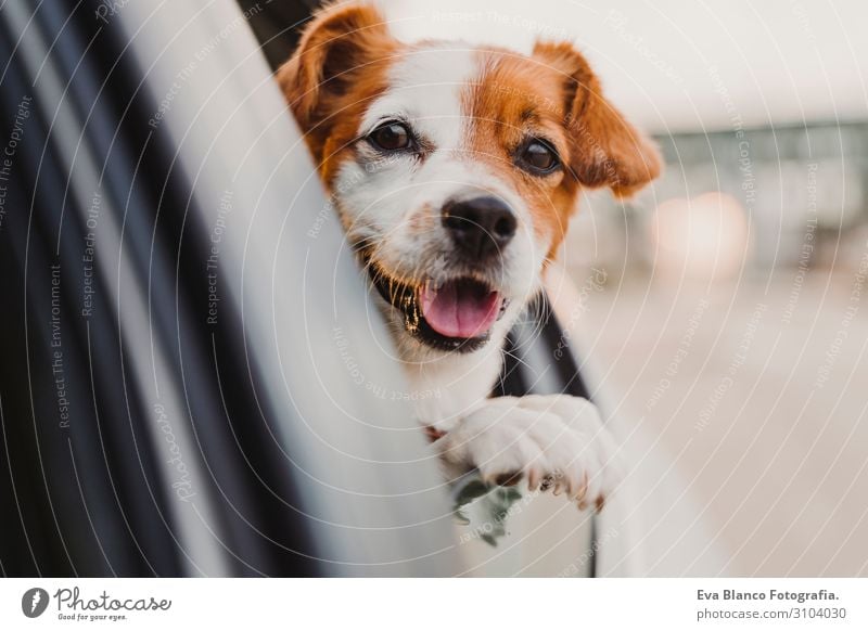 cute small jack russell dog in a car watching by the window. Ready to travel. Traveling with pets concept Head Funny Joy Drive Car Vacation & Travel Obedient