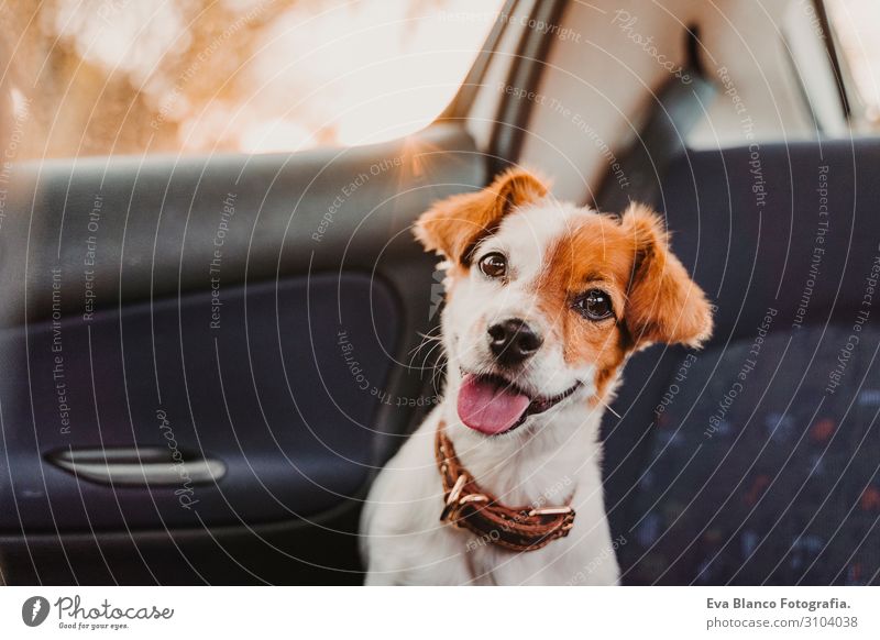 cute small jack russell dog in a car at sunset. Ready to travel. Traveling with pets concept Back light. Dog looking into camera Head Funny Drive