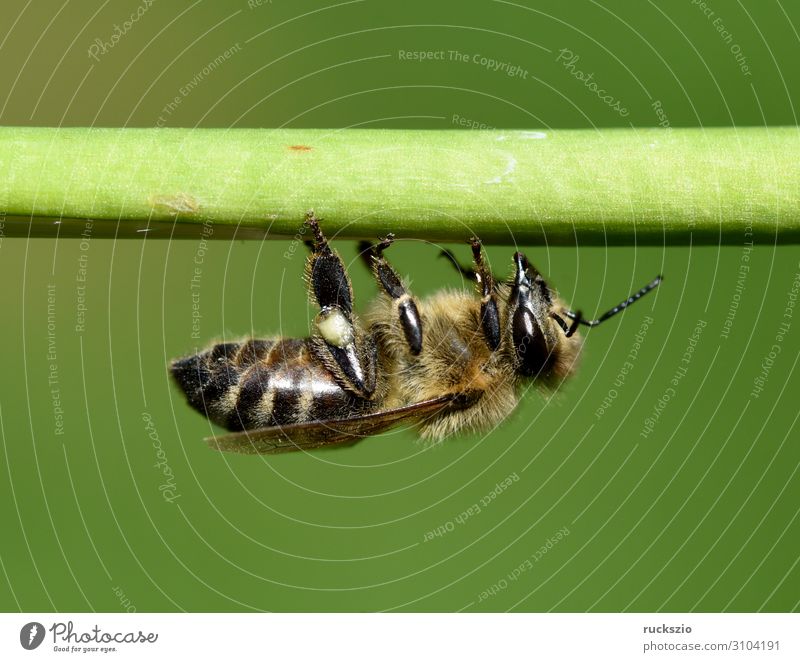 Bee, pollen ash, apis, mellifera Pet Green pollenhoeze Honey bee Insect dusting Pollen Stamen Nectar nectar collector source of fodder pollination macro shot