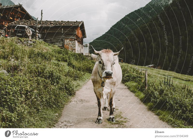 Cow on the Merano High Trail Nature Landscape Clouds Summer Bad weather Forest Alps Mountain Hut Lanes & trails Stand Healthy Sustainability Natural Curiosity