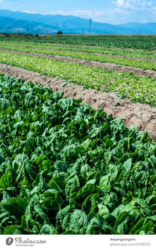 Spinach farm. Organic spinach leaves on the field. Vegetable Summer Gardening Nature Landscape Plant Leaf Growth Fresh Natural Green plantation Agriculture