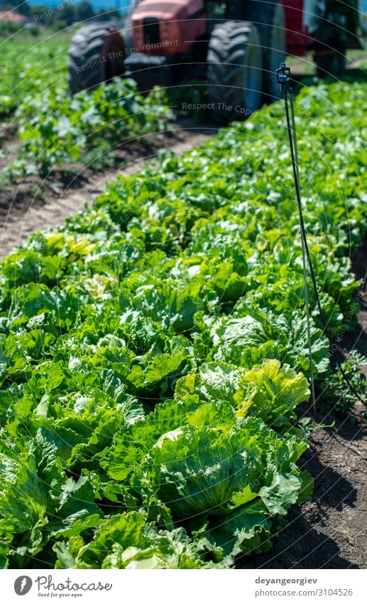 Tractor in lettuce iceberg farm. Harvest Lettuce iceberg Vegetable Vegetarian diet Diet Garden Gardening Environment Leaf Growth Fresh Wet Green Salad Iceberg