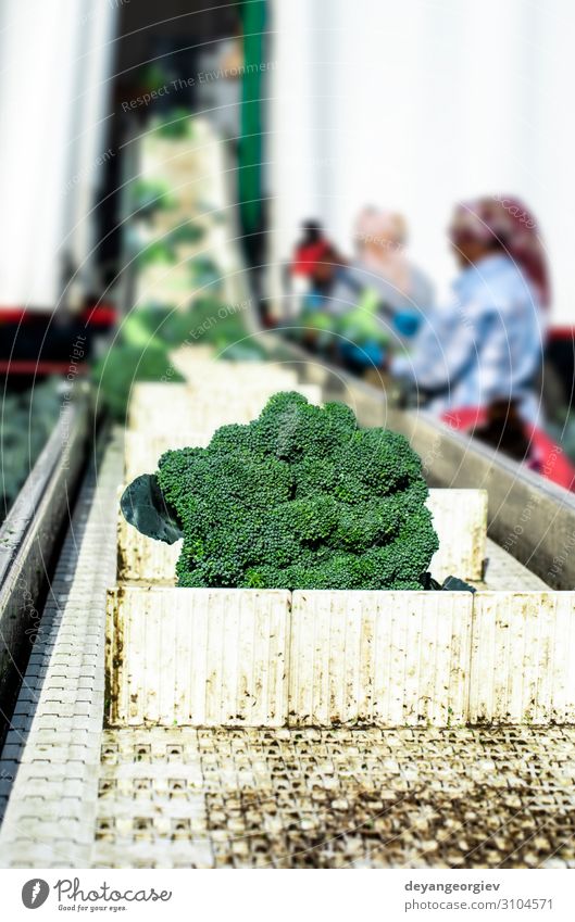 Harvest broccoli in farm with tractor and conveyor. Vegetable Industry Business Technology Landscape Plant Tractor Packaging Line Green Broccoli automated