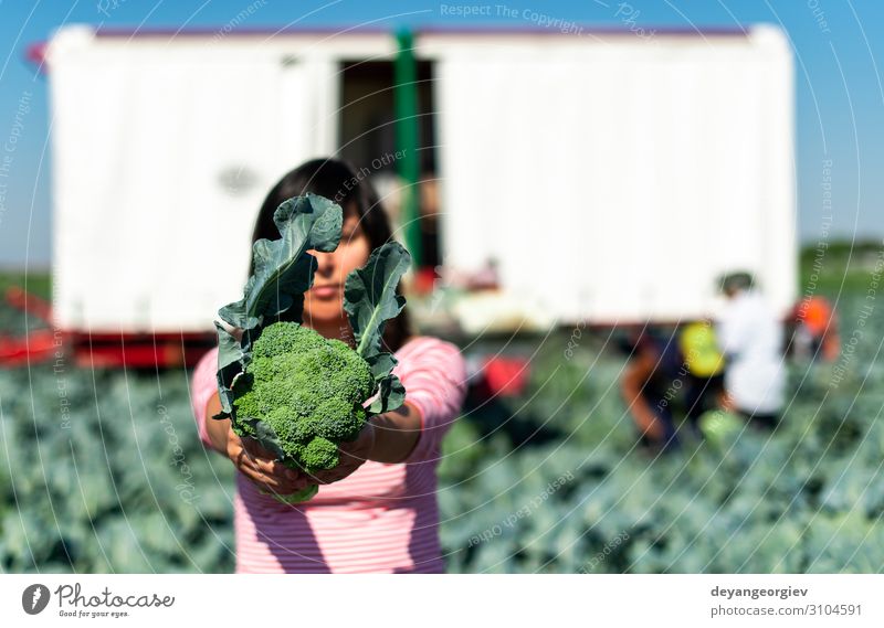 Worker shows broccoli on plantation. Picking broccoli. Vegetable Industry Business Technology Landscape Plant Tractor Packaging Line Green Broccoli Farmer