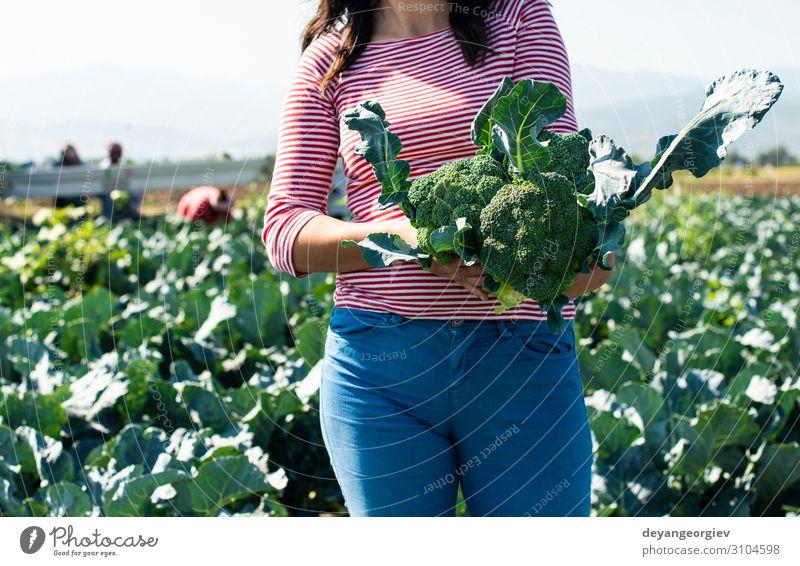 Worker shows broccoli on plantation Vegetable Industry Business Environment Landscape Plant Tractor Packaging Line Green Broccoli Farmer agriculture