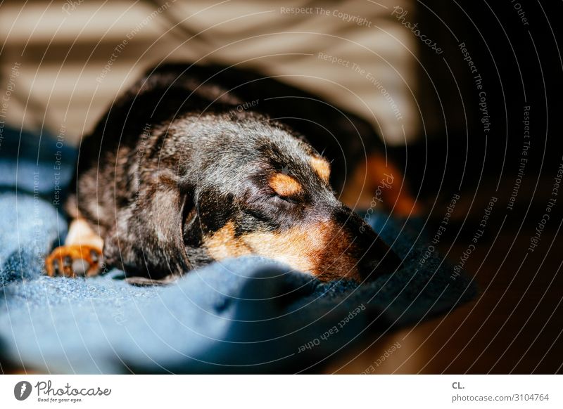 a dachshund enjoys the sun Living or residing Flat (apartment) Animal Pet Dog Animal face Pelt Paw Dachshund 1 Blanket Lie Sleep Cute Love of animals Calm