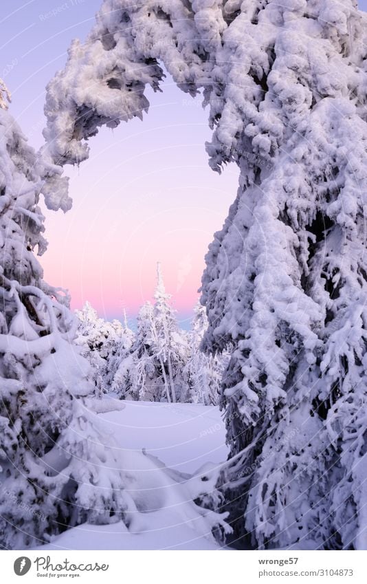 Brocken summit in winter VI Landscape Plant Sky Cloudless sky Winter Beautiful weather Ice Frost Snow Tree Mountain Harz Peak Snowcapped peak Tall Cold Blue