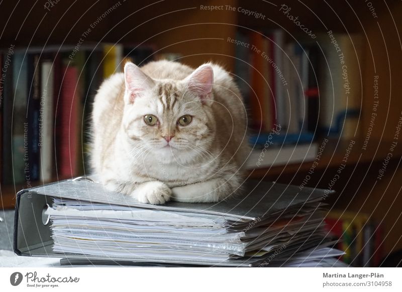 Home office with cat Pet Cat 1 Animal File Lie Cool (slang) Cute Self-confident Colour photo Subdued colour Interior shot Day Light Shallow depth of field