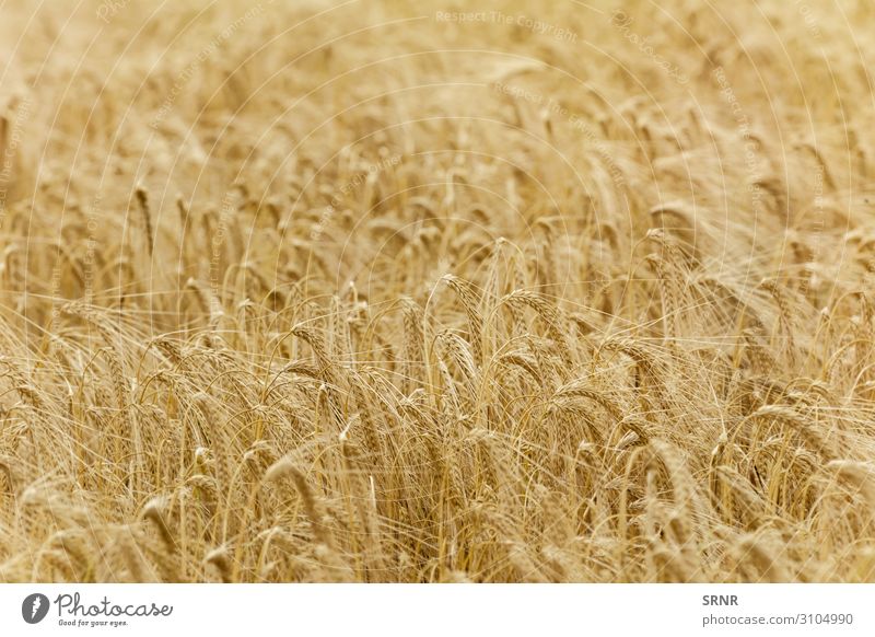 Rye Field Environment Nature Plant Grass Growth agricultural land agriculture Barley Cereal cereal crop cereal grain cereal plant corn Crops ear ecosystem field