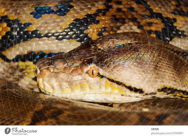 Python Animal Snake Long amniote boa carnivorous constrictor ectothermic fauna nonvenomous ophidia predator python Reptiles reptilian scales serpent serpentes
