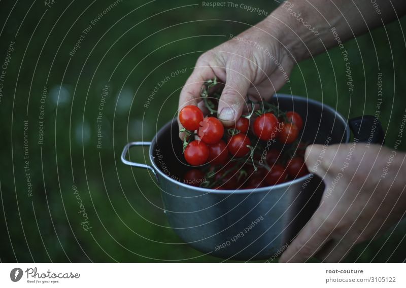 A pot with fresh organic tomatoes Summer Arm Hand Fingers Environment Nature Plant Bushes Agricultural crop Garden Field Green Red Farmer Vegan diet Eating