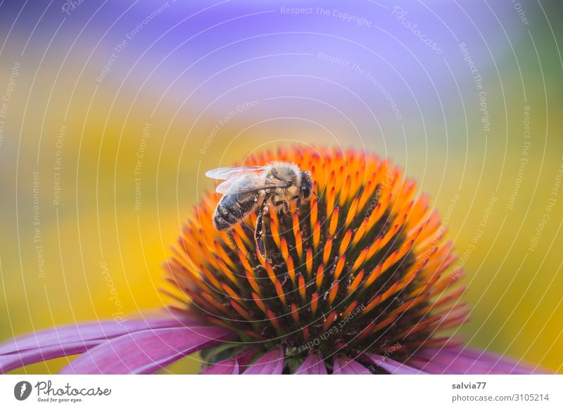 bee pasture Environment Nature Plant Animal Sun Summer Climate Climate change Beautiful weather Flower Blossom Agricultural crop Wild plant Purple cone flower
