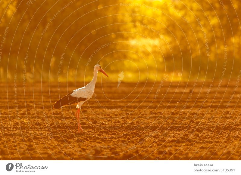 White Stork Elegant Beautiful Freedom Summer Agriculture Forestry Environment Nature Animal Earth Weather Warmth Field Wild animal Bird 1 To feed Feeding