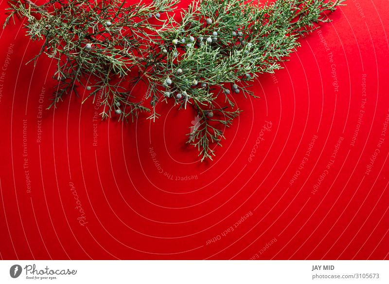 Pine branches on red background, Nature christmas concept Design Happy Winter Decoration Table Feasts & Celebrations Thanksgiving Christmas & Advent