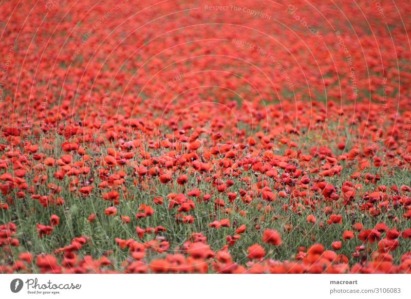 poppy field Field Agriculture red Plant Flower Pot Rocks blossom bloom Detail Corn poppy Blossoming Poppy field