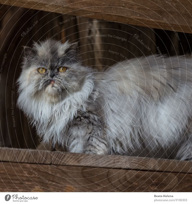 World of animals 16 Cat pedigree cat Fluffy Long-haired Looking feline Pelt Gray White