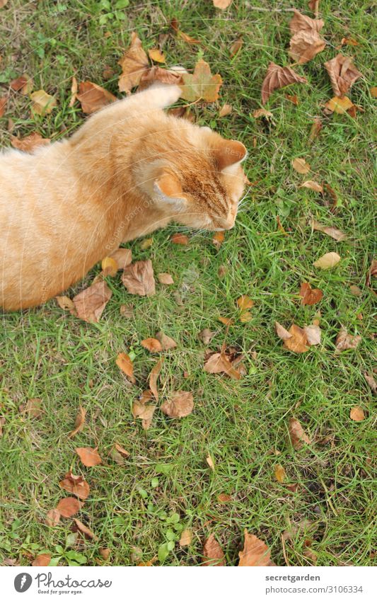 Autumn cat tone-in-tone Environment Nature Grass Meadow Animal Pet Cat Pelt 1 Relaxation Lie Green Orange Contentment Warm-heartedness Watchfulness Calm