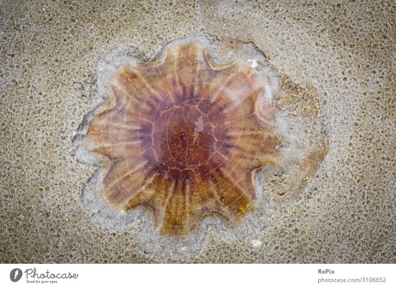Jellyfish on the beach. Swimming & Bathing Education Science & Research Educational trip Art Sculpture Environment Nature Animal Elements Sand Climate