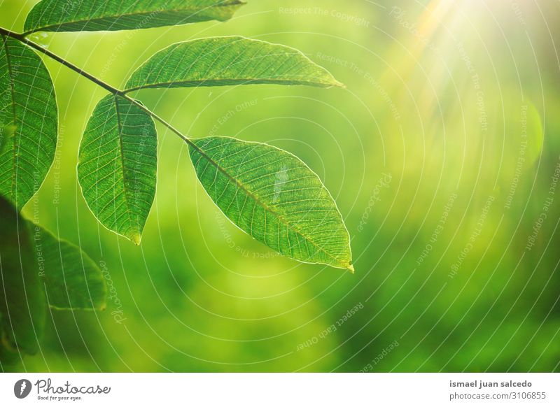 green tree leaves and sunlight in tne nature, green background Tree Branch Leaf Green Nature Natural Seasons Bright Sunlight Abstract Consistency Exterior shot
