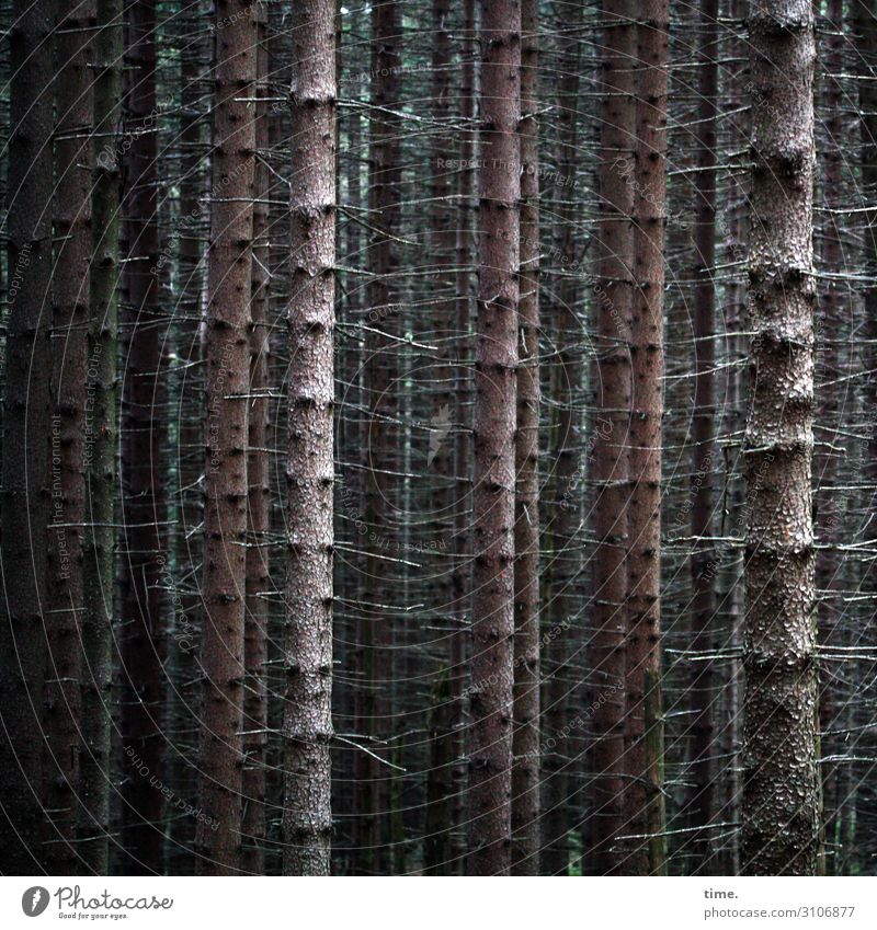 lumber Agriculture Forestry Environment Nature Plant Tree Tree trunk Coniferous forest Monoculture Wood Line Growth Threat Dark Creepy Tall Together Unwavering