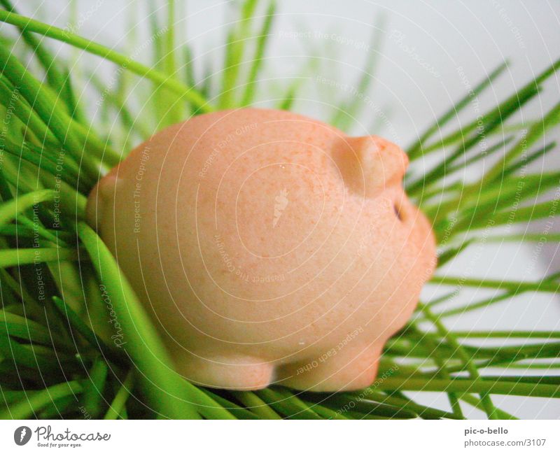 pig Swine Animal Miniature Grass Pink Green Things Marzipan