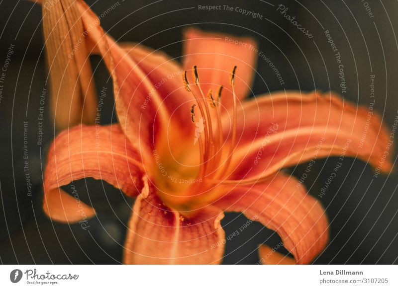 Orange Lily lily fire lily Nature out Exterior shot Lily plants Macro (Extreme close-up) Close-up Plant Blossom Flower Green Colour photo Beautiful Detail