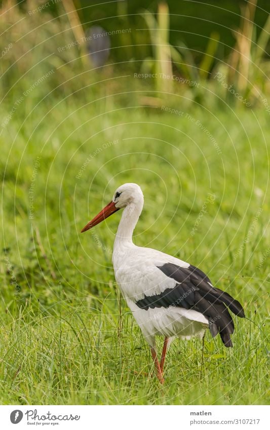 adebar Animal Bird 1 Hunting Stand Green Black White Stork Observe Colour photo Exterior shot Close-up Copy Space left Copy Space right Copy Space top