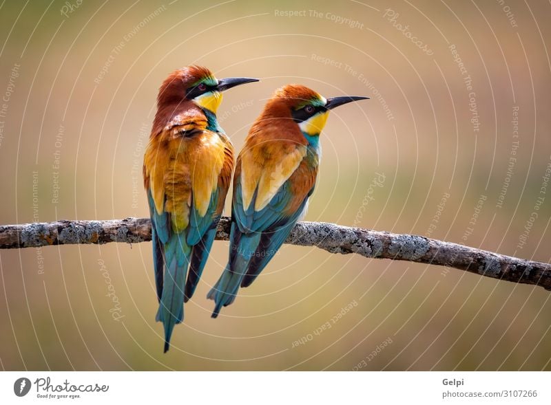 Love on the branch Exotic Beautiful Freedom Partner Environment Nature Animal Park Bird Bee Kissing Small Wild Blue Yellow Green Red Colour Attachment wildlife