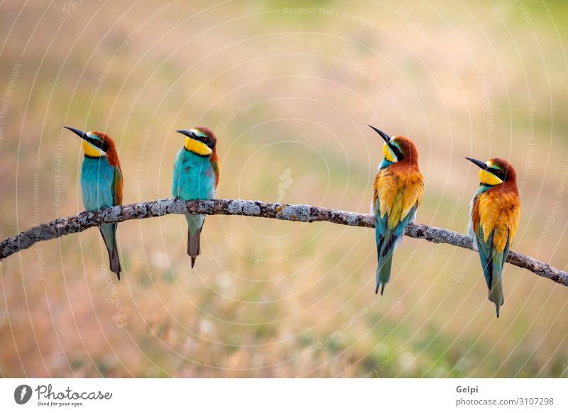 Meeting of four bee-eaters Eating Beautiful Group Environment Nature Animal Bird Bee Love Wild Blue Green White Colour wildlife colorful team Tropical branch